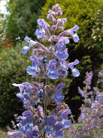 Garden Catmint - Nepeta nepetella.  Image: Brian Pitkin
