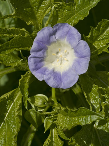 Apple-of-Peru - Nicandra physalodes.  Image: Brian Pitkin