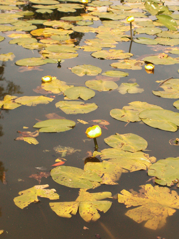 Yellow Water-lily - Nuphar lutea.  Image: Brian Pitkin