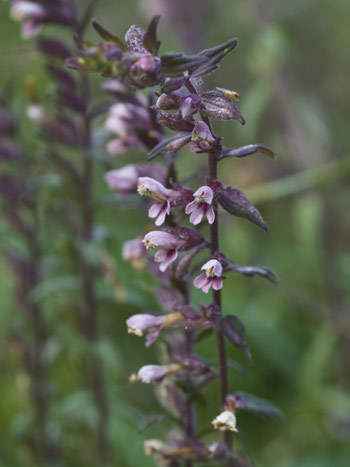 Red Bartsia - Odontites vernus.  Image: Brian Pitkin