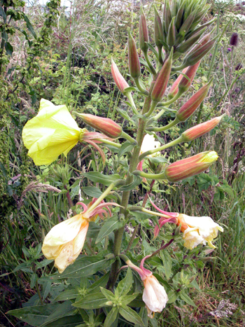 Common Evening-primrose - Oenothera biennis