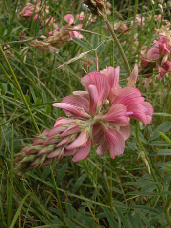 Sainfoin - Onobrychis vicifolia.  Image: Brian Pitkin