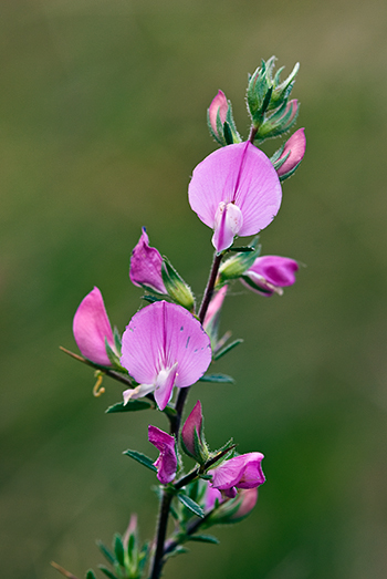 Spiny Restharrow - Ononis spinosa. Image: Linda Pitkin