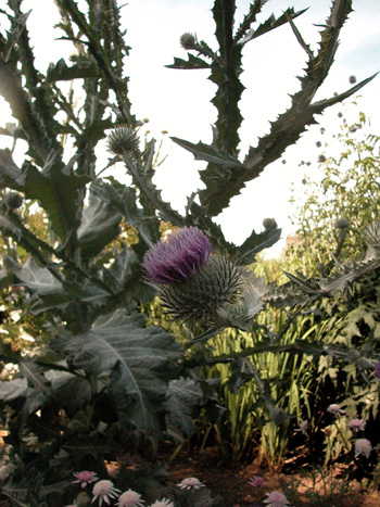 Cotton Thistle - Onopordum acanthium.  Image: Brian Pitkin