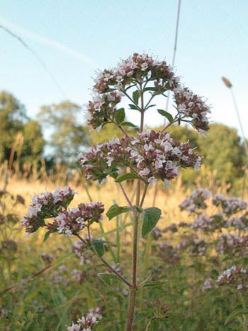 Wild Marjoram - Origanum vulgare.  Image: Brian Pitkin