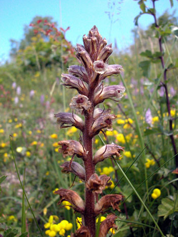 Common Broomrape - Orobanche minor.  Image: Brian Pitkin