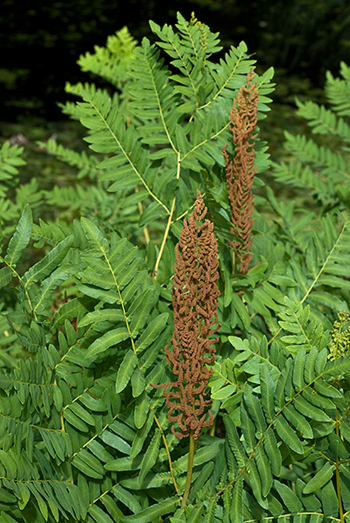 Royal Fern - Osmunda regalis. Image: Linda Pitkin