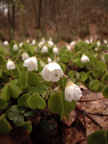 Wood sorrell - Oxalis acetosella.  Image: Brian Pitkin