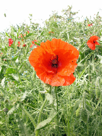 Common Poppy - Papaver rhoeas.  Image: Brian Pitkin