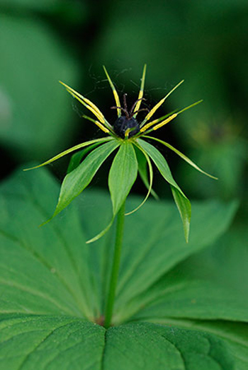 Herb-paris - Paris quadrifolia. Image: Linda Pitkin