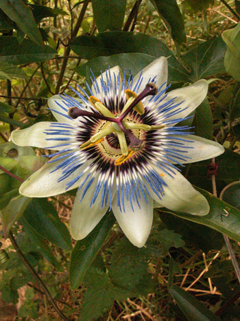 Blue Passionflower - Passiflora caerula.  Image: Brian Pitkin
