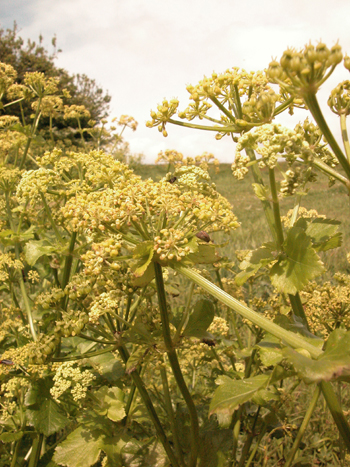 Wild Parsnip - Pastinaca sativa.  Image: Brian Pitkin