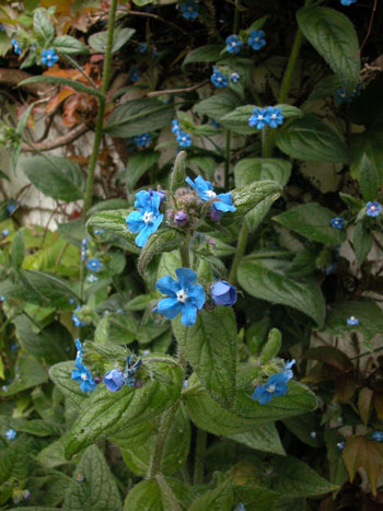 Green Alkanet - Pentaglottis sempervirens.  Image: Brian Pitkin