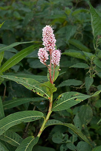 Amphibious Bistort - Persicaria amphibia. Image: Linda Pitkin