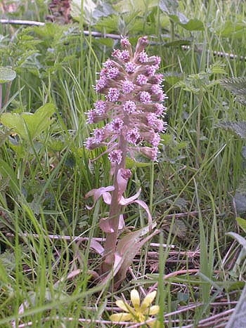 Butterbur - Petasites hybridus.  Image: Brian Pitkin