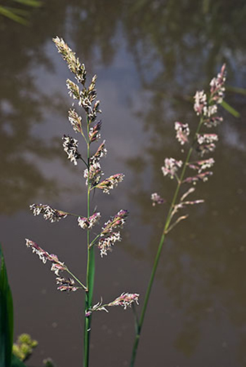 Reed Canary-grass - Phalaris arundinacea. Image: Linda Pitkin