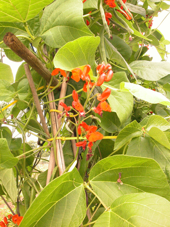 Runner Bean - Phaseolus coccineus.  Image: Brian Pitkin