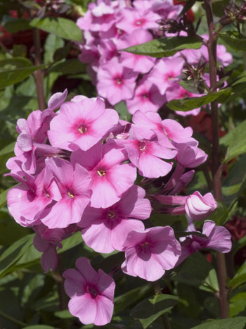 Phlox - Phlox paniculatum 'Eva Cullum'.  Image: Brian Pitkin