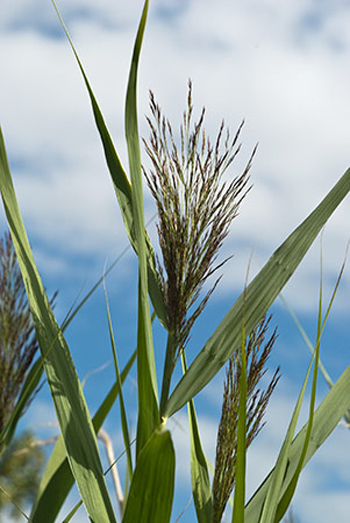 Common Reed - Phragmites australis. Image: Linda Pitkin