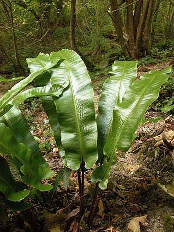 Hart's-tongue - Phyllitis scolopendrium.  Image: Brian Pitkin