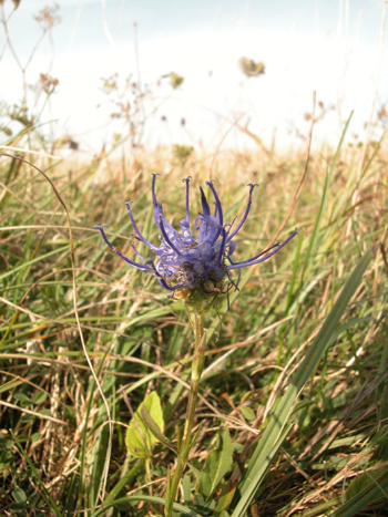 Round-headed Rampion - Phyteuma orbiculare.  Image: Brian Pitkin