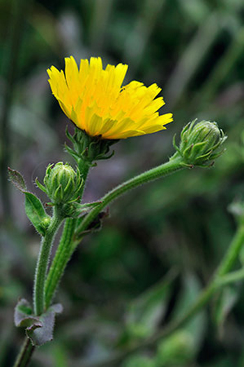 Hawkweed Oxtongue - Picris hieracioides. Image: Linda Pitkin