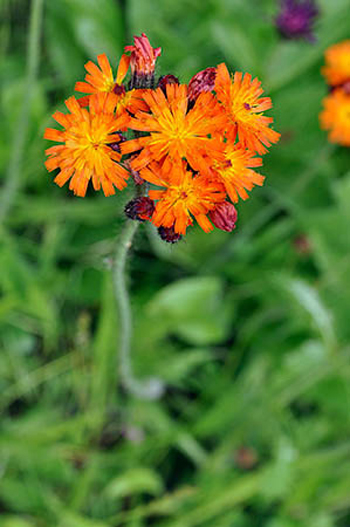 Fox-and-cubs - Pilosella aurantiaca. Image: Linda Pitkin