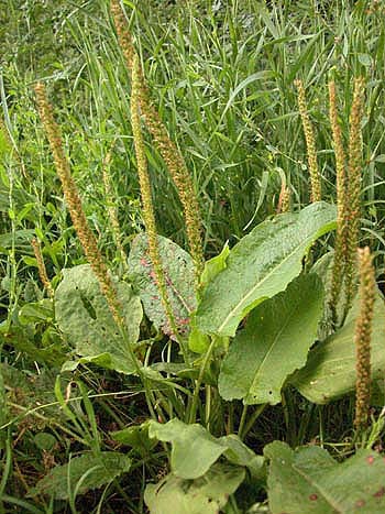 Greater Plantain - Plantago major.  Image: Brian Pitkin