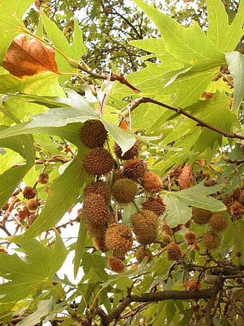 London Plane - Platanus x hispanica.  Image: Brian Pitkin