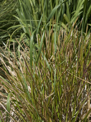 Broad-leaved Meadow-grass - Poa chaixii.  Image: Brian Pitkin