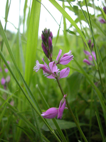 Milkwort - Polygala sp.  Image: Brian Pitkin