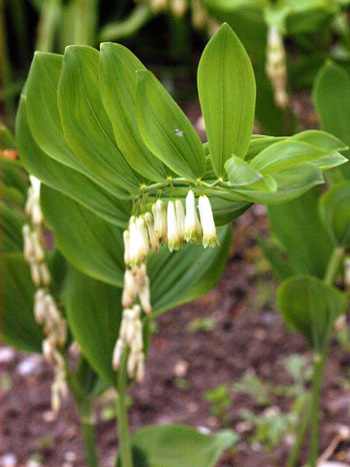 Solomon's Seal - Polygonatum x hybridum.  Image: Brian Pitkin