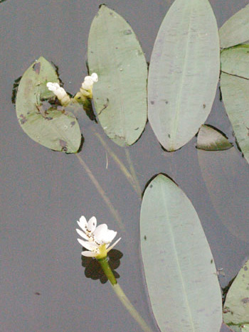 Pondweed - Potamogeton sp.  Image: Brian Pitkin