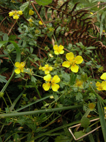 Tormentil - Potentilla erecta.  Image: Brian Pitkin