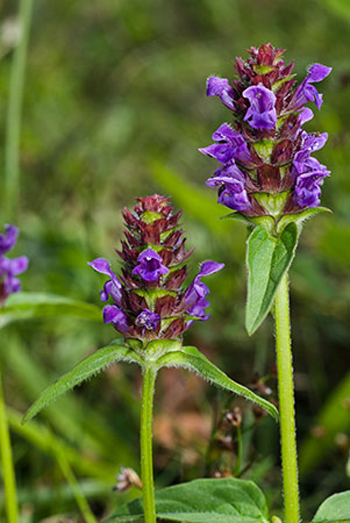 Selfheal - Prunella vulgaris. Image: Linda Pitkin
