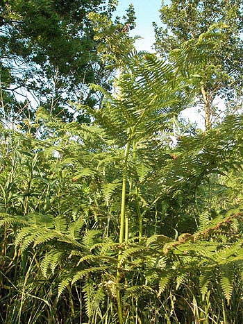 Bracken - Pteridium aquilinum.  Image: Brian Pitkin