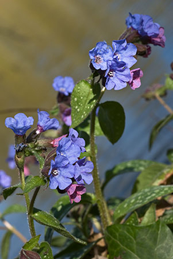 Lungwort - Pulmonaria officinalis'.  Image: Brian Pitkin