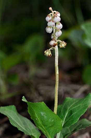 Common Wintergreen - Pyrola minor. Image: Linda Pitkin