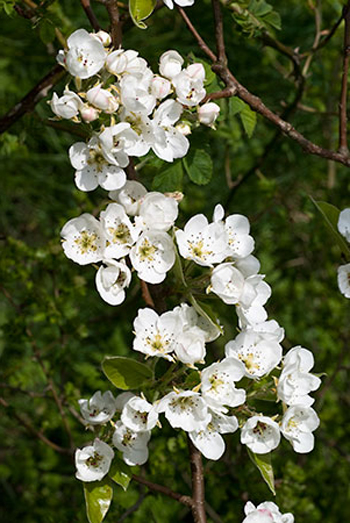 Pear - Pyrus communis. Image: Linda Pitkin