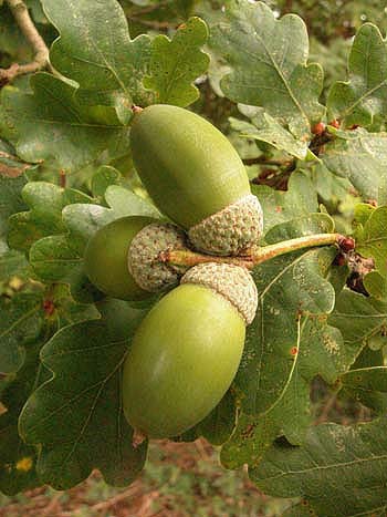 Oak - Quercus rober.  Image: Brian Pitkin