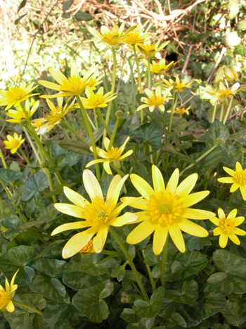 Lesser Celandine - Ranunculus ficaria.  Image: Brian Pitkin