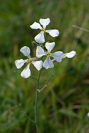 Wild Radish - Raphanus raphanistrum. Image: Linda Pitkin