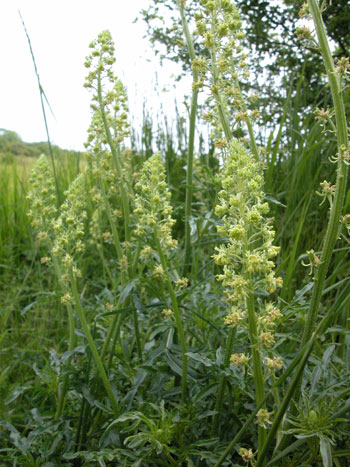Mignonette - Reseda lutea Image: Brian Pitkin