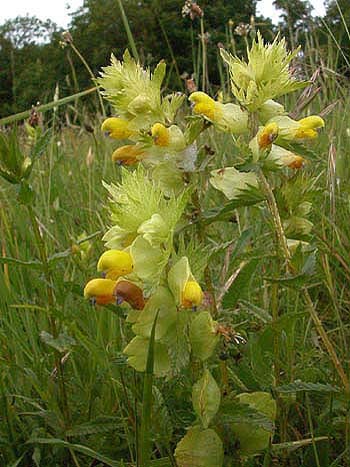 Yellow rattle - Rhinanthus minor agg.  Image: Brian Pitkin