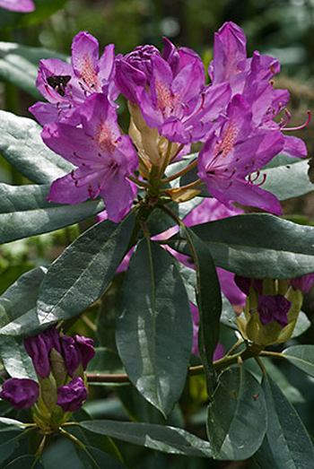 Rhododendron - Rhododendron ponticum. Image: Linda Pitkin