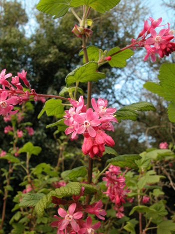 Floweirng current - Ribes sanguineum.  Image: Brian Pitkin