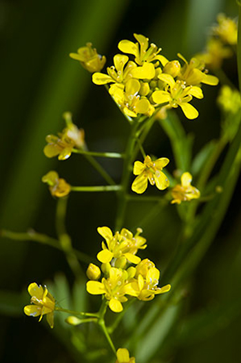Marsh Yellow-cress - Rorippa palustris. Image: Linda Pitkin