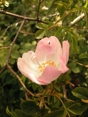 Dog Rose - Rosa canina.  Image: Brian Pitkin