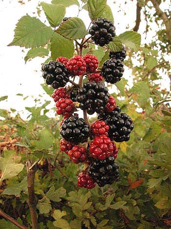 Bramble - Rubus fruticosus.  Image: Brian Pitkin