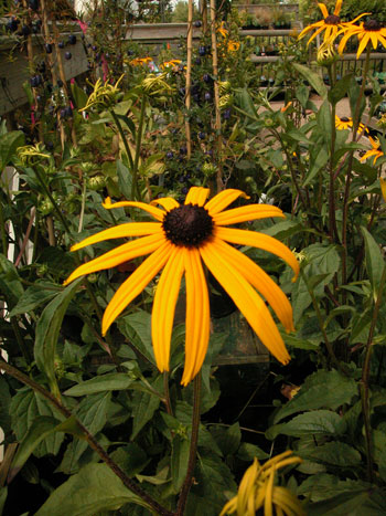 Perennial Coneflower - Rudbeckia fulgida.  Image: Brian Pitkin